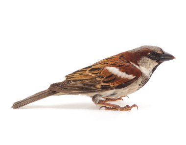 Küçük bir serçe.