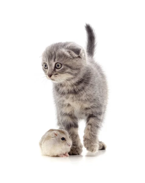 Kitten and hamster. — Stock Photo, Image