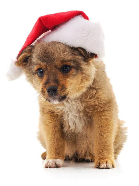 Собака в різдвяному капелюсі . — стокове фото