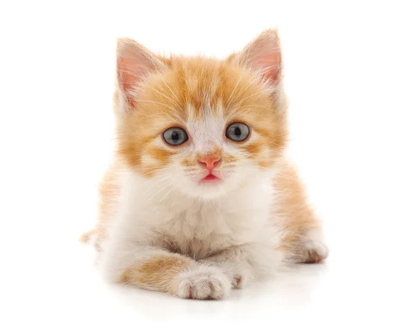 Hermoso gatito rojo . — Foto de Stock