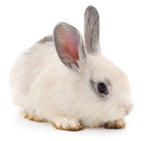 One white rabbit. — Stock Photo, Image