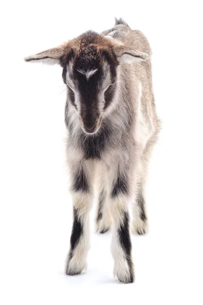 Little gray goat. — Stock Photo, Image