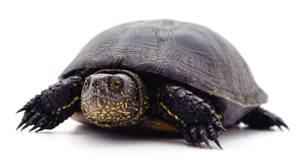 Άγρια μαύρη χελώνα. — Φωτογραφία Αρχείου