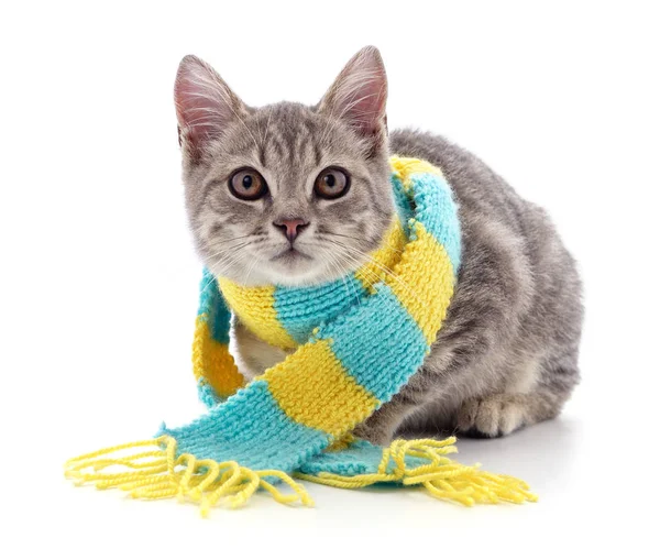 Kitten in een sjaal. Rechtenvrije Stockafbeeldingen