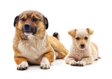 köpek ve köpek yavrusu.