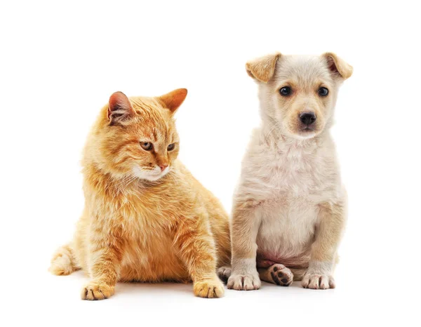 Yavru kedi ve köpek yavrusu. — Stok fotoğraf