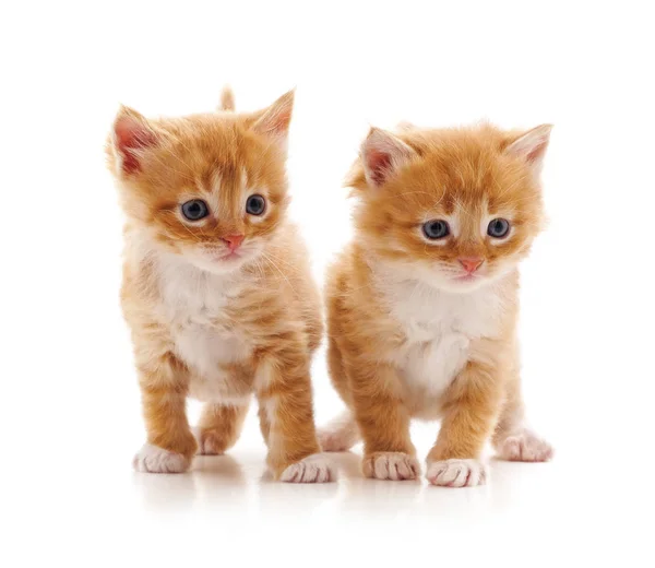 Dois gatinhos pequenos . — Fotografia de Stock