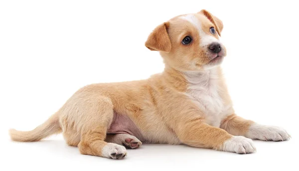 Brown beautiful puppy. — Stock Photo, Image