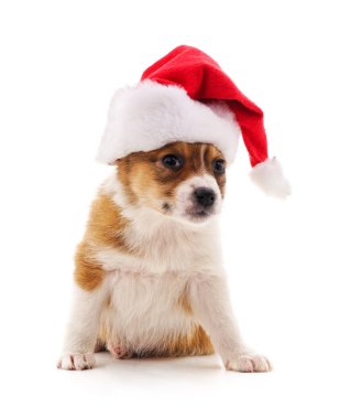 Köpek Noel şapka içinde.