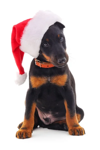 戴着圣诞礼帽的狗. — 图库照片
