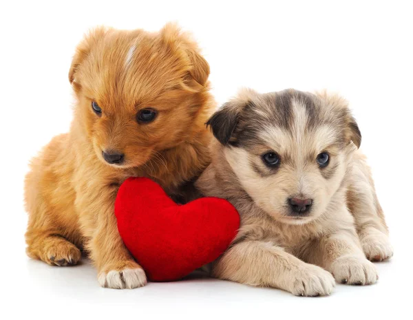 Two puppies and heart. — Stock Photo, Image