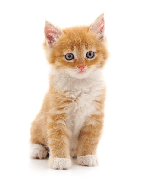 Beautiful red cat. — Stock Photo, Image