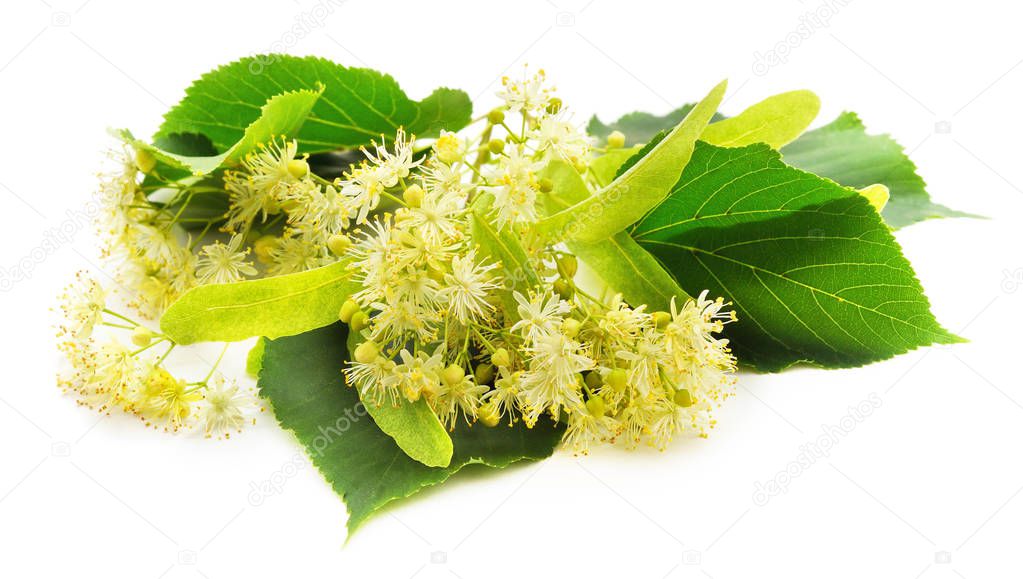 Linden blossom with leaves.