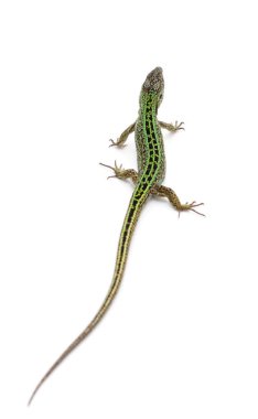 Bir yeşil kertenkele.