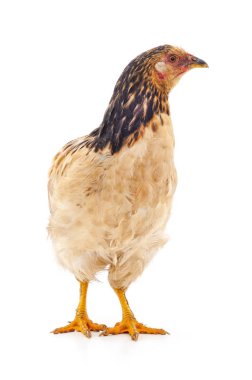 Bir kahverengi tavuk.