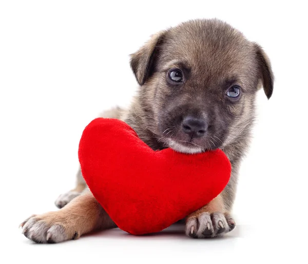 Puppy with heart. — Stock Photo, Image