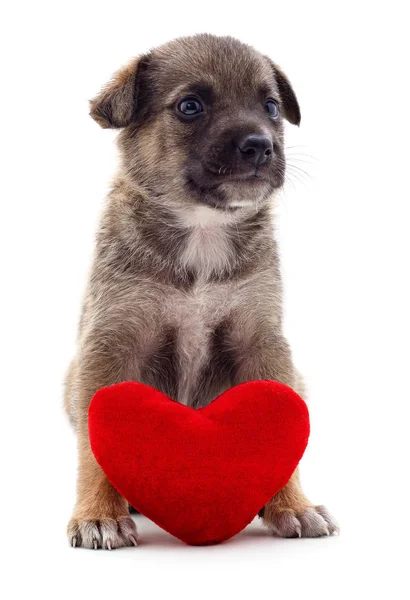 Cucciolo e cuore . — Foto Stock