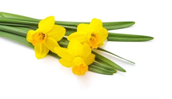 Boeket gele narcissen. — Stockfoto