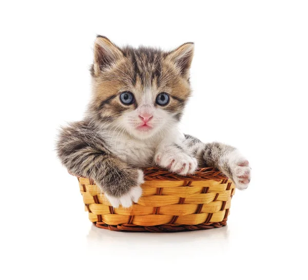 Chaton dans un panier. — Photo