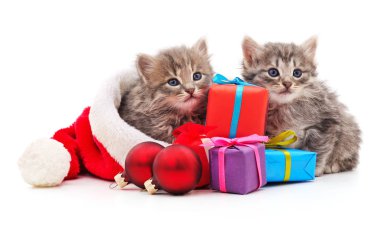 Noel hediyeleri ile şapka Santa Kediler.