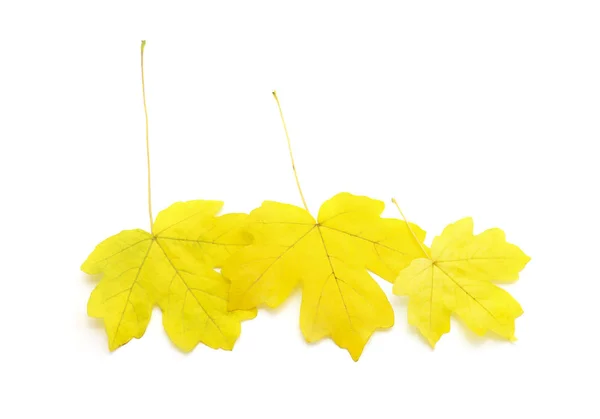 Maple leaves in autumn. — Stock Photo, Image