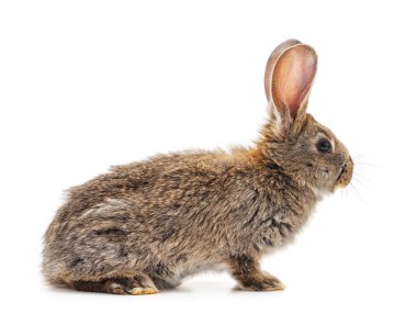Bir küçük kahverengi tavşan.