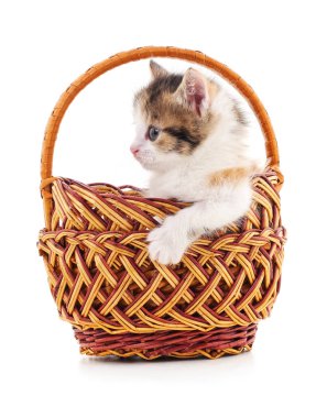 Sepet içinde küçük yavru kedi.