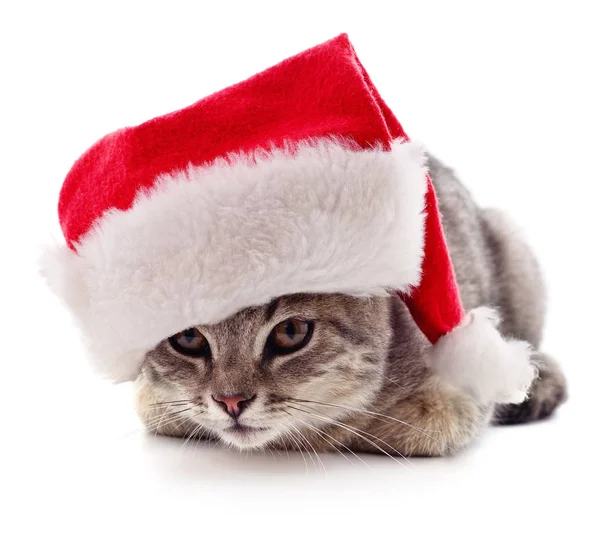 Kočička ve vánočním klobouku. — Stock fotografie