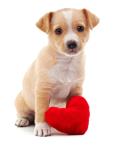 Brown puppy with heart. — Stock Photo, Image