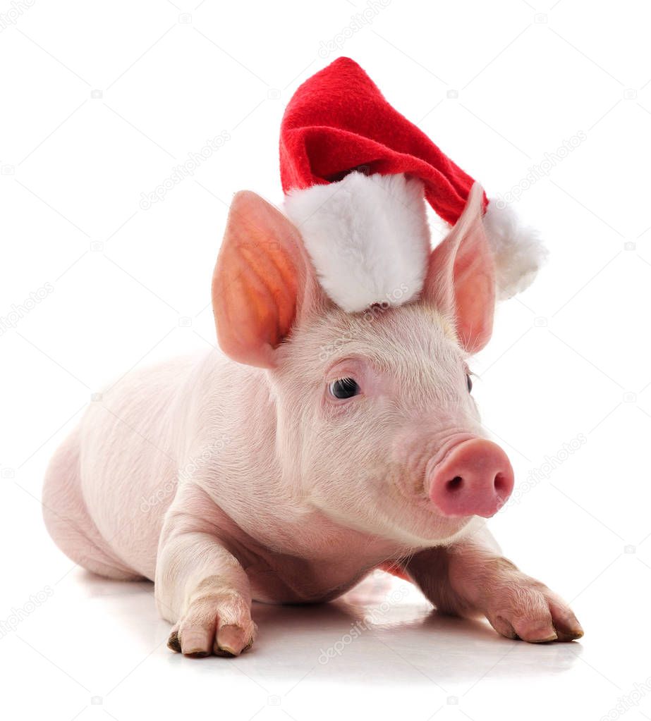 Piggy in Christmas hat.