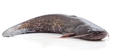 Bir vahşi yayın balığı.