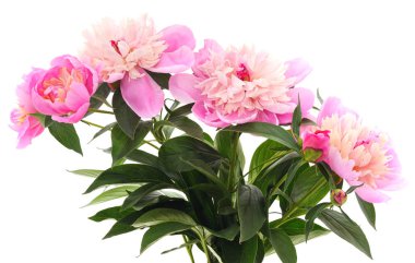 pembe güzel Şakayık.