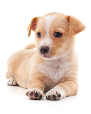 Kahverengi güzel köpek yavrusu.