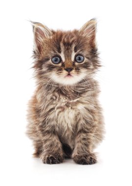 Küçük bir kedi yavrusu. 