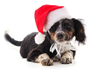Noel şapkalı köpek..