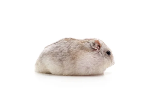 Pequeno hamster branco . — Fotografia de Stock