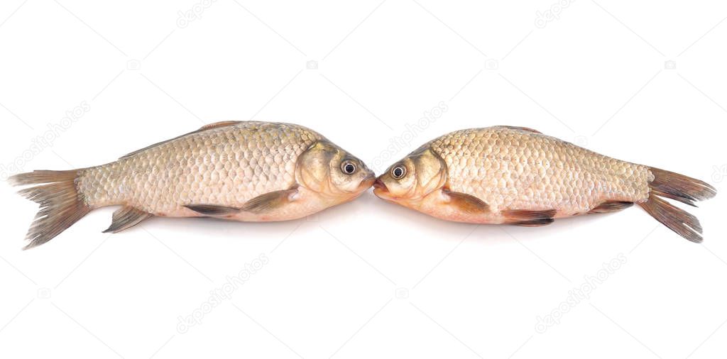 Two carp kissing.