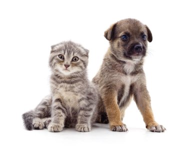 yavru kedi ve köpek yavrusu.