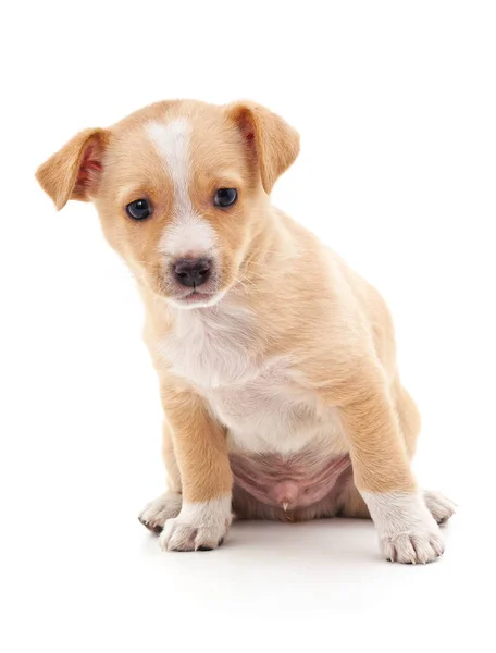 Cãozinho lindo marrom . — Fotografia de Stock