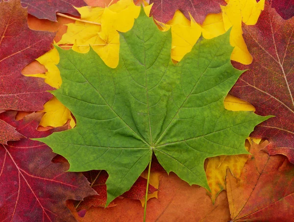 Folha de bordo verde em folhas amarelas e vermelhas . — Fotografia de Stock