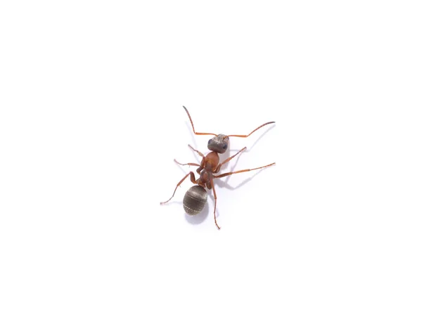 Jedna mała mrówka. — Zdjęcie stockowe