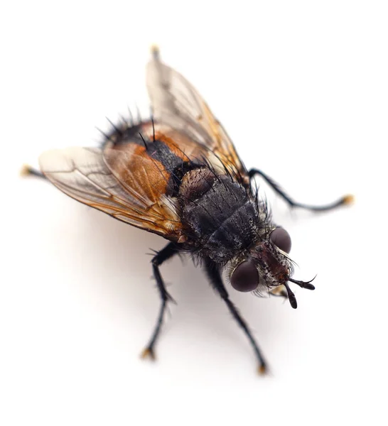 Uma mosca grande . — Fotografia de Stock