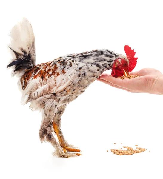 Pollo come de la mano . — Foto de Stock