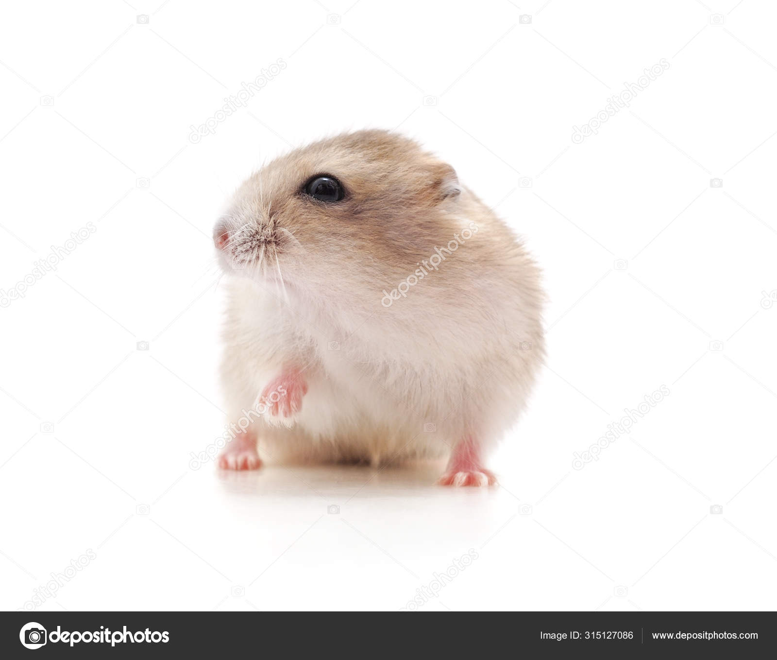 Small White Hamster On A White Background Stock Photo - Download