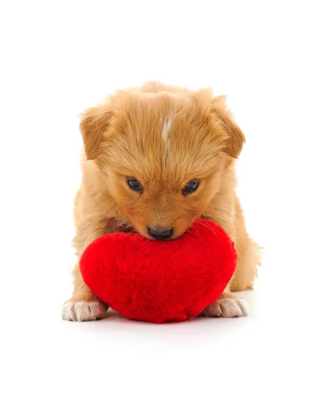 Puppy with heart. — Stock Photo, Image