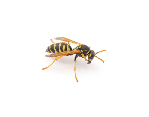 Eine kleine Wespe. — Stockfoto