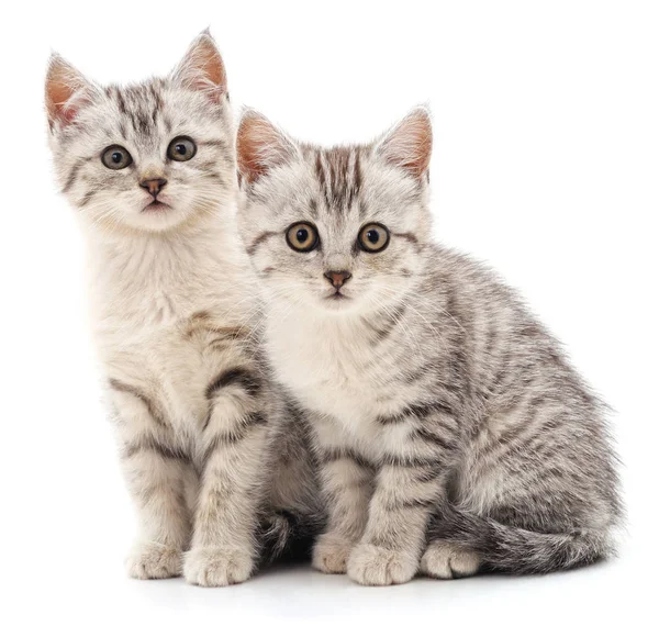 Dos gatos grises . — Foto de Stock