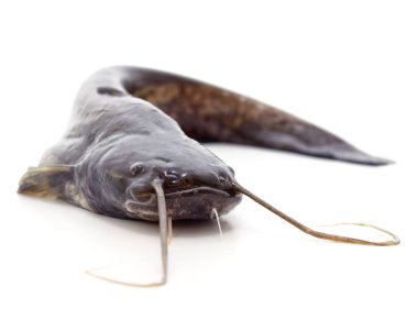 Bir vahşi yayın balığı.