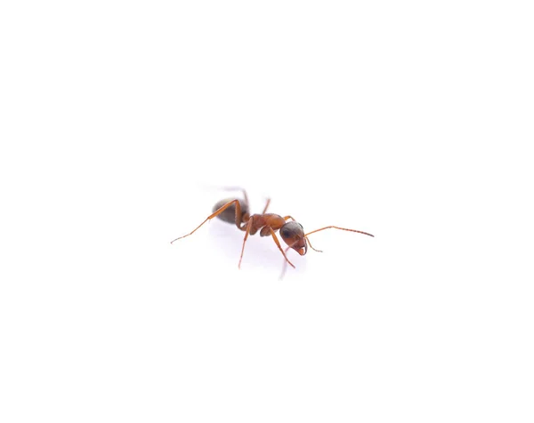 Jedna mała mrówka. — Zdjęcie stockowe