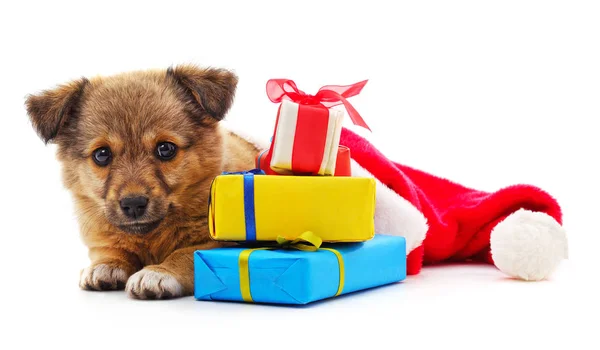 Cane in un cappello di Natale e con regali . — Foto Stock